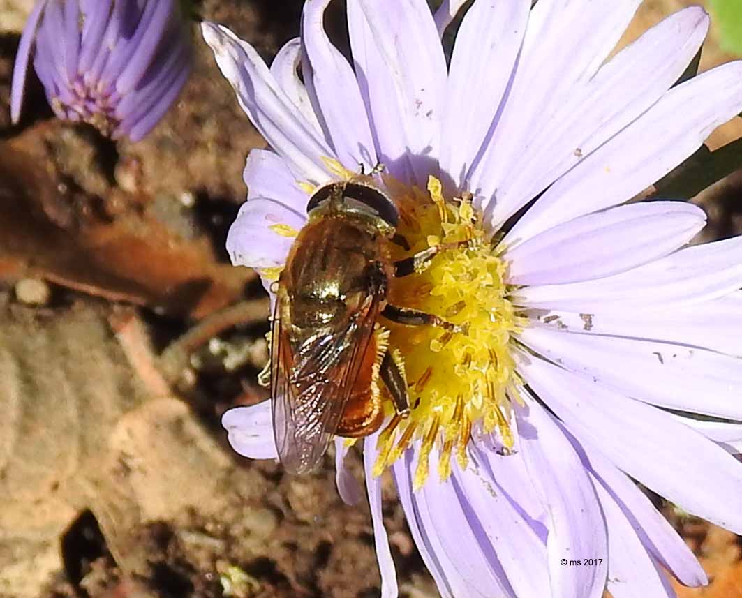 ID Syrphidae